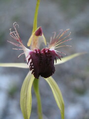 Caladenia thinicola