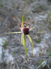 Caladenia thinicola