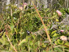 Danaus affinis