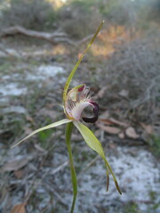 Caladenia thinicola