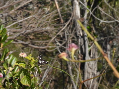 Danaus affinis