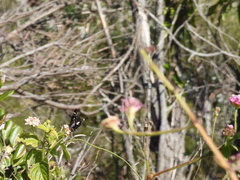 Danaus affinis