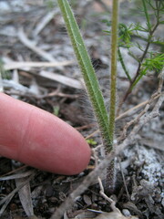 Caladenia thinicola