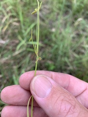 Cyperus aquatilis