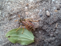 Polistes nimpha