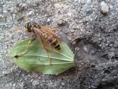 Polistes nimpha