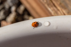 Coccinella septempunctata