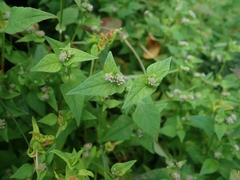 Persicaria nepalensis