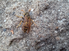 Polistes nimpha