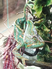 Chamaeleo calyptratus