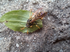 Polistes nimpha