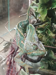 Chamaeleo calyptratus