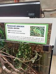 Chamaeleo calyptratus