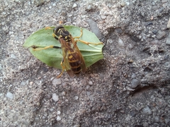 Polistes nimpha