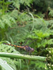 Potamarcha congener