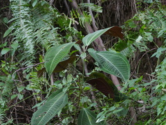 Miconia calvescens