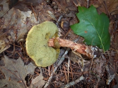Suillus spraguei