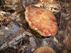 Suillus spraguei