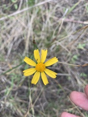 Acmella grandiflora
