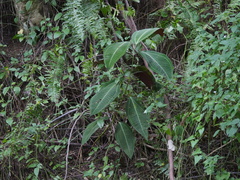 Miconia calvescens