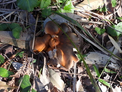 Omphalotus nidiformis