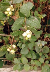 Symphoricarpos albus