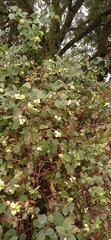 Symphoricarpos albus