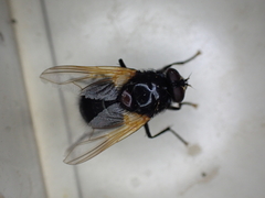 Mesembrina meridiana