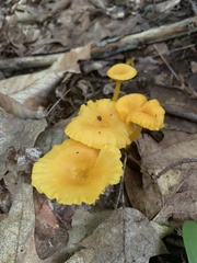 Craterellus ignicolor