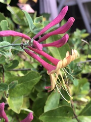 Lonicera periclymenum