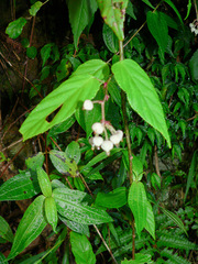 Rubus kawakamii