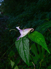 Impatiens uniflora