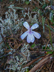 Viola formosana