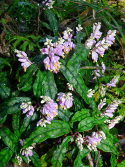 Polygala arcuata