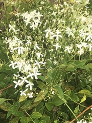 Clematis flammula