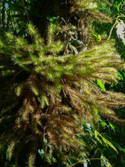 Cryptomeria japonica