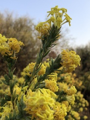 Lasiosiphon burchellii