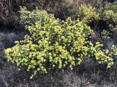 Lasiosiphon burchellii