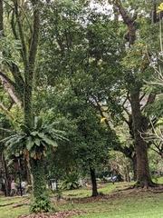 Oriolus chinensis