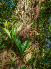 Hydrangea viburnoides