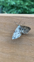 Melanolophia canadaria