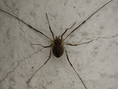 Oligolophus hanseni