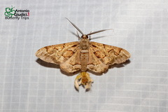 Hypochrosis binexata