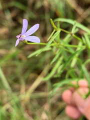 Lobelia stenophylla