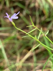 Lobelia stenophylla