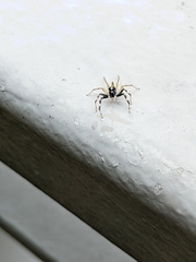 Phintelloides versicolor