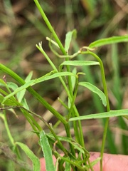 Lobelia stenophylla