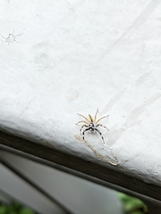 Phintelloides versicolor