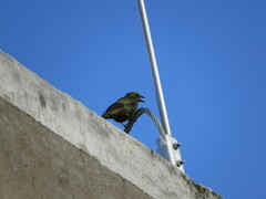 Thraupis palmarum