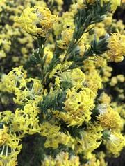 Lasiosiphon burchellii